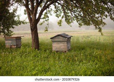 Wooden old Beehive apiary in a garden on a field. Beehive on a fog background. Vintage bee hive for honey healthy food products. Agriculture farming building for flying insects. Apple trees.