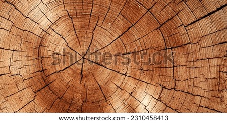 Wooden old rings texture natural banner background, round shape of wood timber with cracks as natural pattern, abstract nature. Wooden aesthetic texture, design element, plain nature gradient color