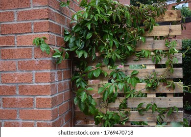 Garden Wall Ideas High Res Stock Images Shutterstock