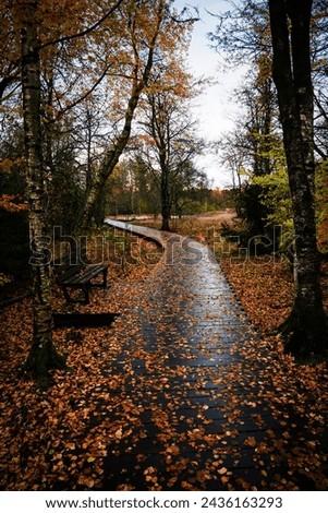 Wooden Path in black Moor, Rhön, Fladungen, Germany	