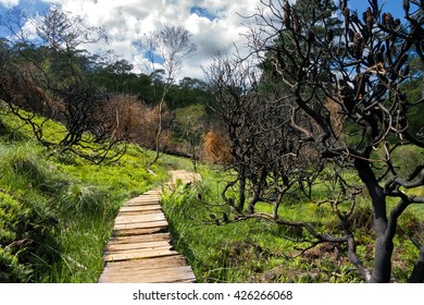 Wooden Path In Charles Darwin Walk. Blue Mountains National Park. Australia