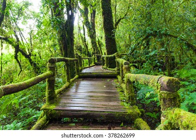 A Wooden Path, Doi Inthanon National Park, Thailand.