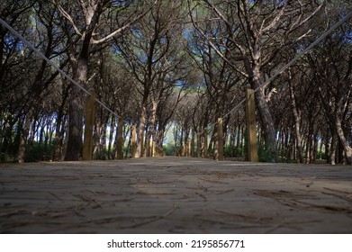 Wooden path in a forest