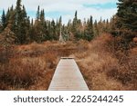 Wooden path in forest in Algonquin Park