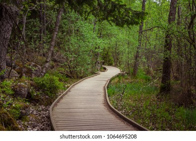 The wooden path leading through a green forest.  View on tourist wooden pathway among trees and grass. Beautiful Swedish Scandinavian nature. Well-handled trail for peoples' strolls in the forest. - Powered by Shutterstock