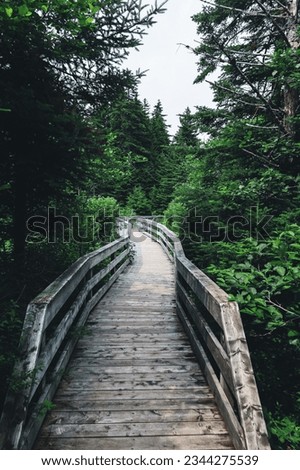 wooden path through green scenery. picture taken in Bay Of Fundy National Park. Nova-Scotia, Canada. 