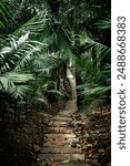 Wooden path through the jungle, crosses a field of palm trees and other trees. Tambopata National Reserve, Lake Sandoval, Peru.