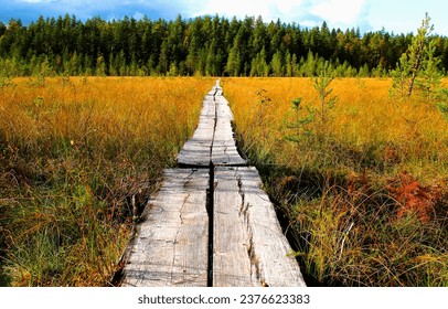 Wooden path through the swamp to the forest. Swamp wooden path. Swamp path to backwoods. Swamp path