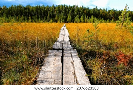 Wooden path through the swamp to the forest. Swamp wooden path. Swamp path to backwoods. Swamp path