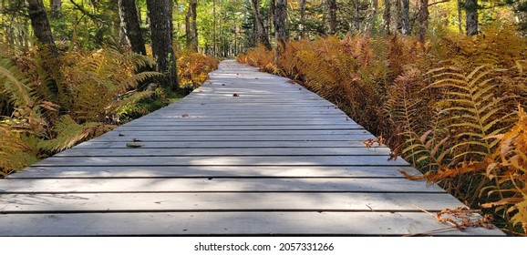 A wooden pathwalk in a National Park  - Shutterstock ID 2057331266