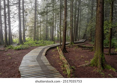 A wooden pathway in Burns Bog, Delta, BC, winds through a lush, misty forest - Powered by Shutterstock