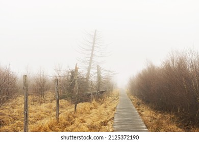 A wooden pathway leading into the fog. Path to nowhere, uncertain future concept.