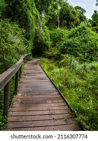 Wooden Pathway In Lush Forest In The Tsitsikamma Forest South Africa