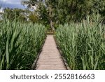 Wooden pathway in lush green reed wetland with scenic summer landscape