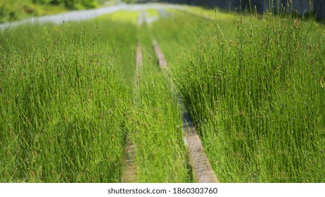 A Wooden Pathway In The Middle Of A Tall Grassy Field