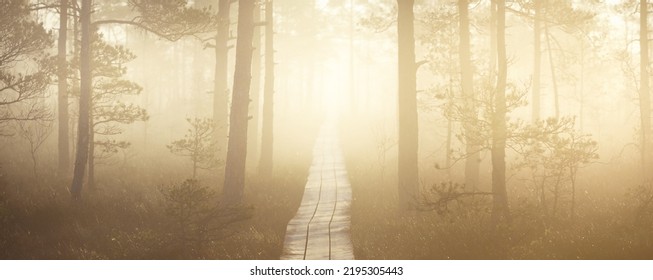 Wooden Pathway Through The Evergreen Forest In A Thick Mysterious Fog At Sunrise. Latvia. Soft Sunlight. Idyllic Autumn Landscape. Natural Tunnel, Fairy, Dreamy Scene. Nordic Walking, Ecotourism Theme