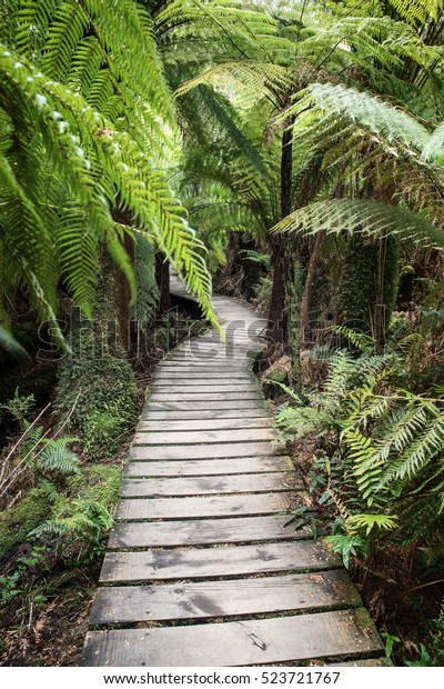 Wooden Pathway Through Maits Rainforest Victoriaaustralia Stock Photo ...