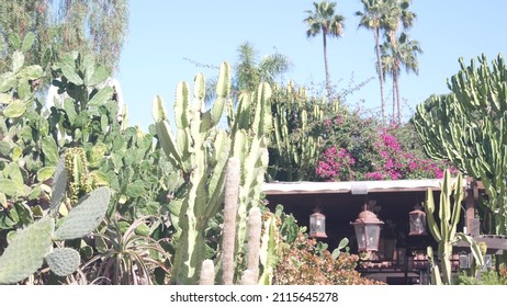Wooden patio or terrace in mexican rural homestead garden. Succulent plants in provincial village, countryside rustic ranch. Country house in California or Mexico in greenery, tall cacti or big cactus