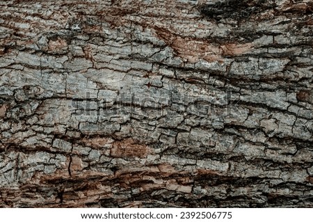 Wooden pattern rough background. The textured of old trunk. Closeup of rough wooden skin. Tree bark texture. Dry log cracked surface background. Bround rustic hardwood timber.
