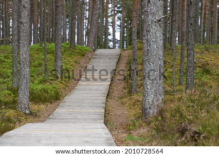 wooden pedestrian bridge over forest, over forest and pond path way pedestrians of stumps adventure, educational in nature. Selective focus. High quality photo