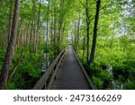 Wooden pedestrian bridge over a wetland in the forest. Hiking trail in a forest area. Path through a swamp. Traveling and hiking. Ecological tourism. Lithuania Moletai