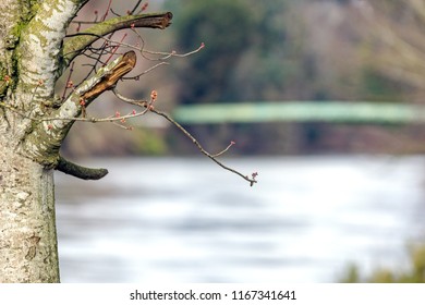 A Wooden Pedestrian Bridge Stretches Across The Duwamish River In Tukwila, Washington