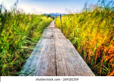 Wooden pier which extends across the marshes and greenery