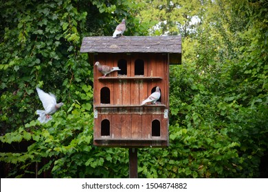 Pigeon House Images Stock Photos Vectors Shutterstock