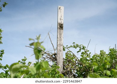 a wooden plank stack in a overgrown bush  - Shutterstock ID 2291463847