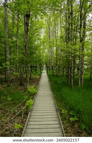 Wooden Planks Across Jesup Path in Acadia National Park