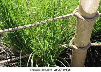 wooden post with brown rustic rope fence in summer outside with green grass and sunlight brightly lit outdoor border - Powered by Shutterstock