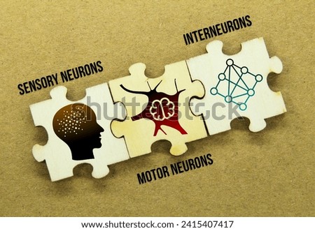wooden puzzle with icons of sensory neurons, motor neurons, and interneurons. the neurons found in the human nervous system
