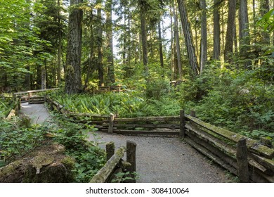 Wooden railings line the trails through Cathedral Grove in MacMillan Provincial Park, Vancouver Island, BC