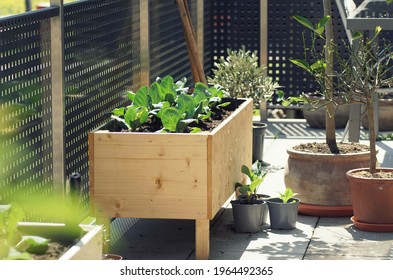 Wooden Raised Bed With Fresh Green Vegetabled Standing On A Balcony Garden Beneath Potted Plants.