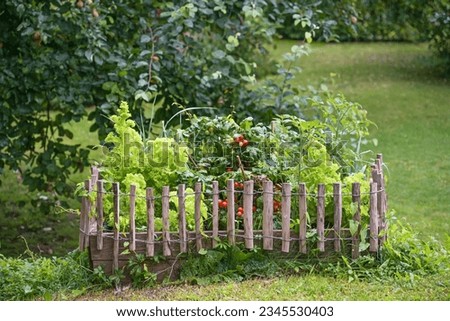 Wooden raised vegetable bed with tomato plants and lettuce, bordered with a small fence in a country garden, copy space, selected focus, narrow depth of field