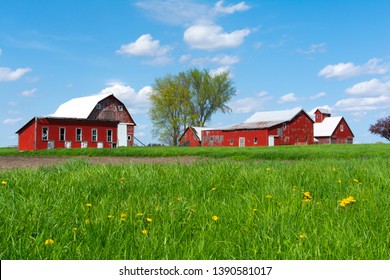 Wooden Red Farm Buildings In Open Grass Field On A Spring Afternoon.  Bureau County, Illinois, USA