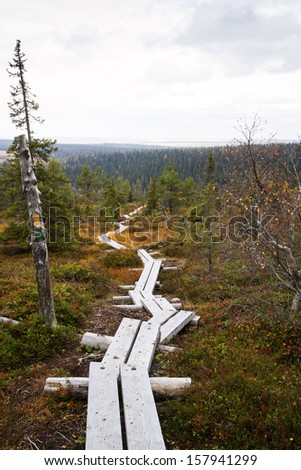 Wooden road with rare trees and brownish grass