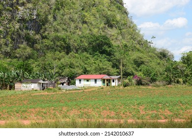 Wooden Shack In Rural Western Cuba 