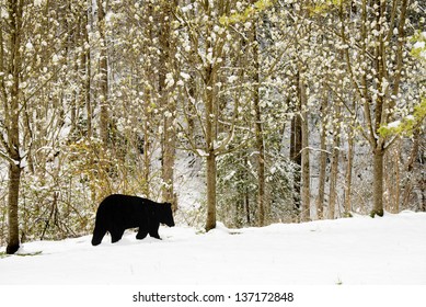 Wooden Shadow Art Black Bear Crosses Stock Photo 137172848 | Shutterstock