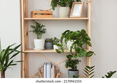 Wooden shelving unit with beautiful house plants indoors. Home design idea - Shutterstock ID 2170961555