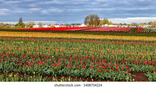 Wooden Shoe Tulip Farm Aerial