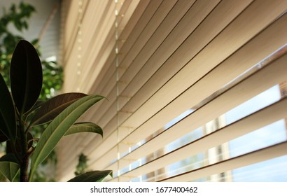 wooden shutters inside the house with a green plant on the windo