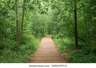 wooden sidewalk on educational nature trail in the forest