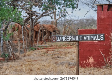 wooden sign warning from danger wild animals, with a group of african Elephants in the blurry background, near Tsavo national Park in Kenya, Africa.