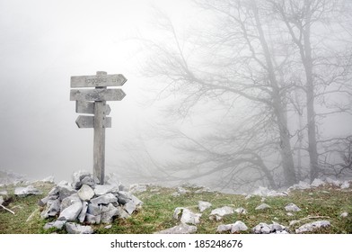 Wooden Signpost In Foggy Forest