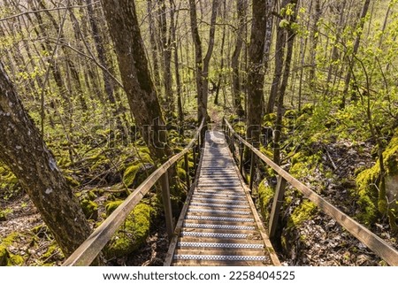 Wooden staircase on a trail at a slope