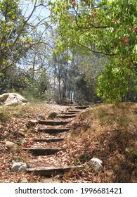 Wooden Stairs In The Arboretum At Palomar College 