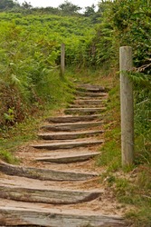 Wooden Stairs Between Green Ferns.