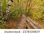 A wooden step trail on a hill in the woods during autumn.