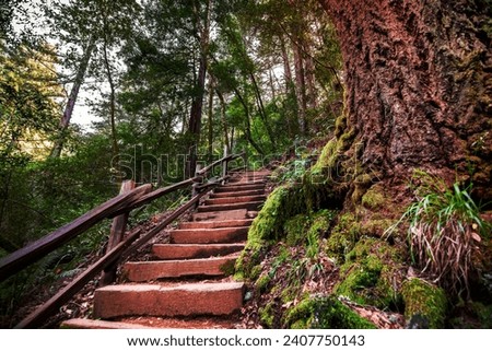 Wooden steps going up through a green forest in Marin County, north San Francisco bay area, California